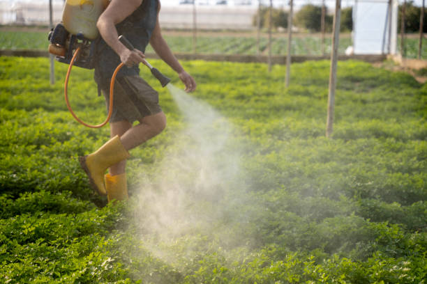 Best Ant Control Services  in Smithville, MO