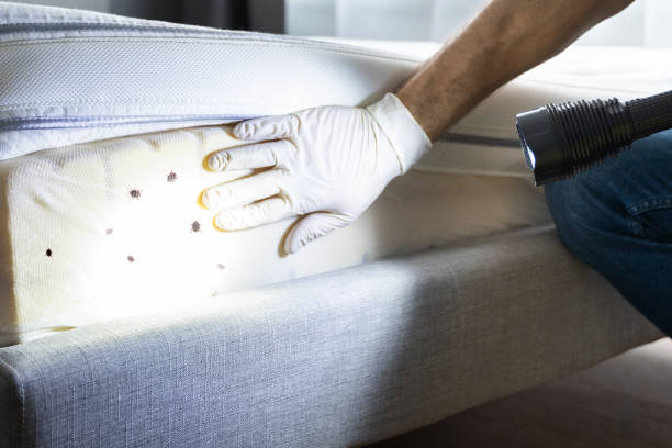 Best Termite Control Services  in Smithville, MO
